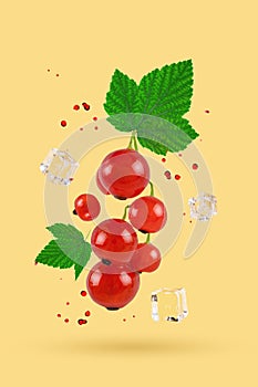 Flying fresh red currant with green leaves. Concept of food levitation. Currant, levitation.