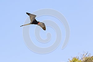 A flying Frigate Bird with red pouch