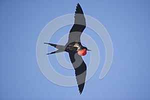 Flying Frigatebird photo