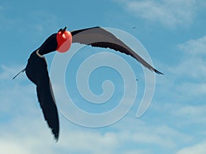 Flying frigatebird with inflated red gular pouch