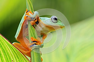 Flying frog on the branch
