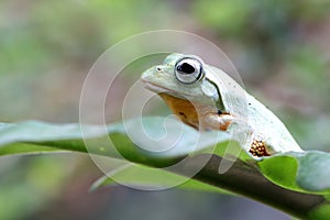 Flying frog on branch, beautiful tree frog on green leaves