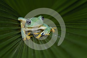 Flying frog on branch, beautiful tree frog on green leaves