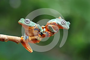 Flying frog on branch, javan tree frog, tree frog