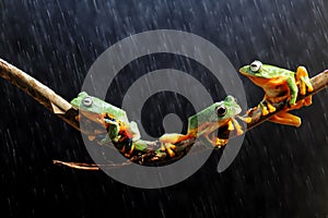 Flying frog on a branch, frog, tree frogs, mammals