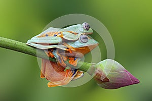 Flying frog on the branch