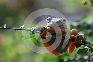 Flying frog closeup face on branch, Javan tree frog closeup image