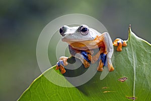 Flying frog closeup face on branch, Javan tree frog closeup image