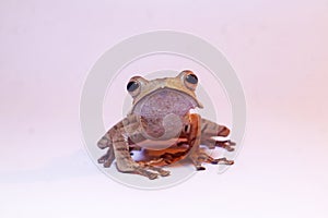 Flying frog closeup face on branch, Javan tree frog closeup image, rhacophorus reinwartii