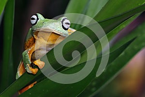 Flying frog closeup face on green leaves