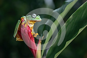 Flying frog closeup face on red bud