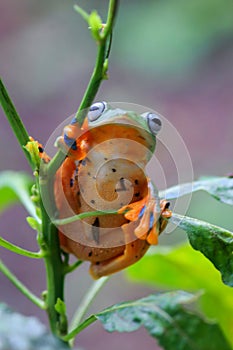 Flying frog closeup face on a twig, Javan tree frog hanging on green leaves, rhacophorus reinwardtii