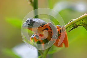 Flying frog closeup face on a twig, Javan tree frog hanging on green leaves, rhacophorus reinwardtii