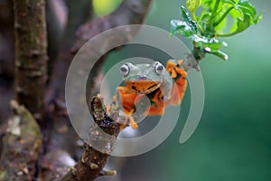 Flying frog closeup face on a twig, Javan tree frog hanging on green leaves, rhacophorus reinwardtii