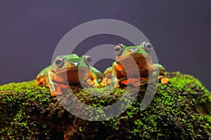 Flying frog closeup face on a twig, Javan tree frog hanging on green leaves, rhacophorus reinwardtii