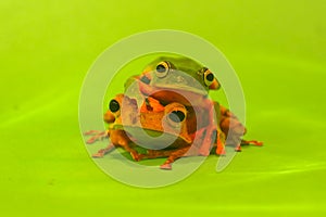 Flying frog closeup face on a twig, Javan tree frog hanging on green leaves, rhacophorus reinwardtii