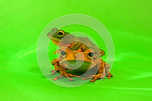 Flying frog closeup face on a twig, Javan tree frog hanging on green leaves, rhacophorus reinwardtii