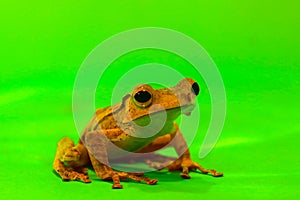 Flying frog closeup face on a twig, Javan tree frog hanging on green leaves, rhacophorus reinwardtii