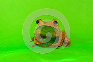 Flying frog closeup face on a twig, Javan tree frog hanging on green leaves, rhacophorus reinwardtii