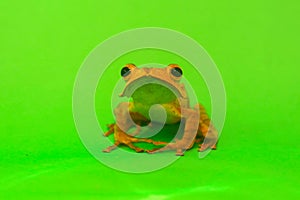 Flying frog closeup face on a twig, Javan tree frog hanging on green leaves, rhacophorus reinwardtii