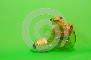 Flying frog closeup face on a twig, Javan tree frog hanging on green leaves, rhacophorus reinwardtii