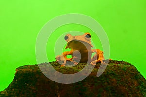 Flying frog closeup face on a twig, Javan tree frog hanging on green leaves, rhacophorus reinwardtii