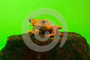 Flying frog closeup face on a twig, Javan tree frog hanging on green leaves, rhacophorus reinwardtii