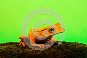 Flying frog closeup face on a twig, Javan tree frog hanging on green leaves, rhacophorus reinwardtii