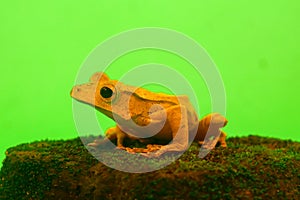 Flying frog closeup face on a twig, Javan tree frog hanging on green leaves, rhacophorus reinwardtii