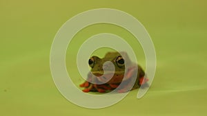 Flying frog closeup face on a twig, Javan tree frog hanging on green leaves, rhacophorus reinwardtii