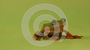 Flying frog closeup face on a twig, Javan tree frog hanging on green leaves, rhacophorus reinwardtii