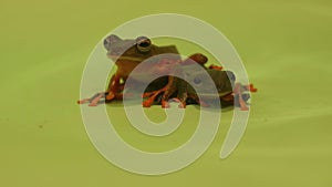 Flying frog closeup face on a twig, Javan tree frog hanging on green leaves, rhacophorus reinwardtii