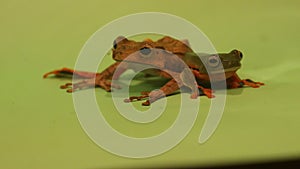 Flying frog closeup face on a twig, Javan tree frog hanging on green leaves, rhacophorus reinwardtii