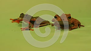 Flying frog closeup face on a twig, Javan tree frog hanging on green leaves, rhacophorus reinwardtii