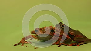 Flying frog closeup face on a twig, Javan tree frog hanging on green leaves, rhacophorus reinwardtii