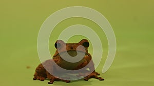 Flying frog closeup face on a twig, Javan tree frog hanging on green leaves, rhacophorus reinwardtii