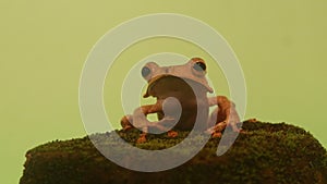 Flying frog closeup face on a twig, Javan tree frog hanging on green leaves, rhacophorus reinwardtii