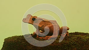 Flying frog closeup face on a twig, Javan tree frog hanging on green leaves, rhacophorus reinwardtii