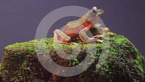 Flying frog closeup face on a twig, Javan tree frog hanging on green leaves, rhacophorus reinwardtii