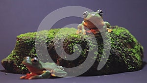 Flying frog closeup face on a twig, Javan tree frog hanging on green leaves, rhacophorus reinwardtii