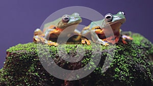 Flying frog closeup face on a twig, Javan tree frog hanging on green leaves, rhacophorus reinwardtii