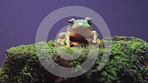 Flying frog closeup face on a twig, Javan tree frog hanging on green leaves, rhacophorus reinwardtii