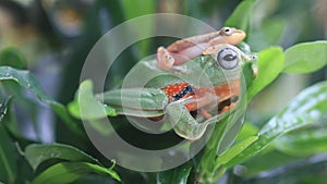 Flying frog closeup face on a twig, Javan tree frog hanging on green leaves, rhacophorus reinwardtii