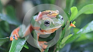 Flying frog closeup face on a twig, Javan tree frog hanging on green leaves, rhacophorus reinwardtii