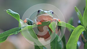 Flying frog closeup face on a twig, Javan tree frog hanging on green leaves, rhacophorus reinwardtii