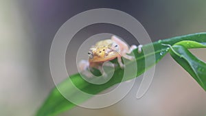 Flying frog closeup face on a twig, Javan tree frog hanging on green leaves, rhacophorus reinwardtii