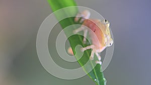 Flying frog closeup face on a twig, Javan tree frog hanging on green leaves, rhacophorus reinwardtii