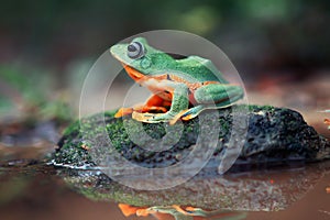 Flying frog closeup face on a twig, Javan tree frog hanging on green leaves, rhacophorus reinwardtii