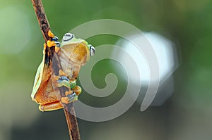 flying frog, frogs, tree frog,