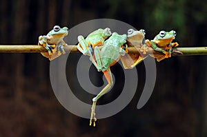 flying frog, frogs, tree frog, amphibians, animals, macro, macro photography, animal photography, animals photos,